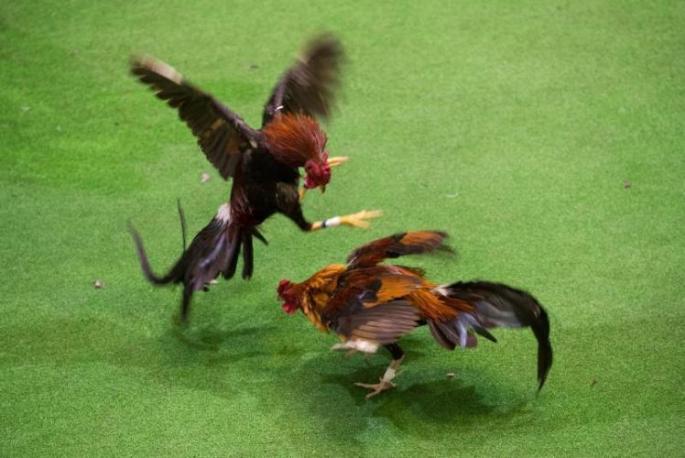 Pelea de gallos