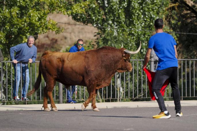 Toro de la Vega