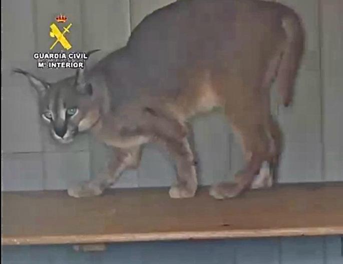 El caracal es un felino de tamaño medio, que vive en ls sabana y semidesierto de África y el oeste de Asia