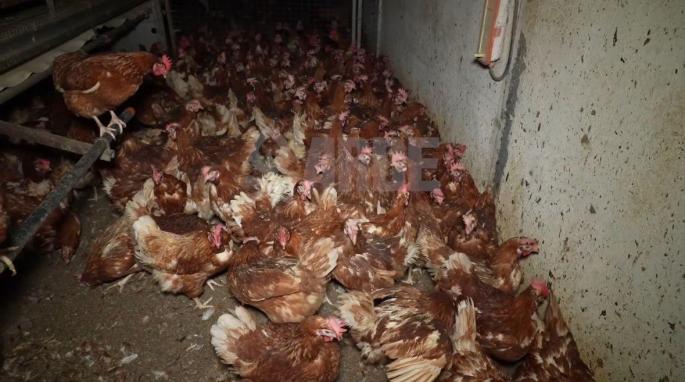 La Guardia Civil y Agricultura inspeccionan la granja de gallinas de Llucmajor, aunque el Govern descarta por ahora su cierre