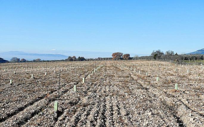 Agricultura en Mallorca