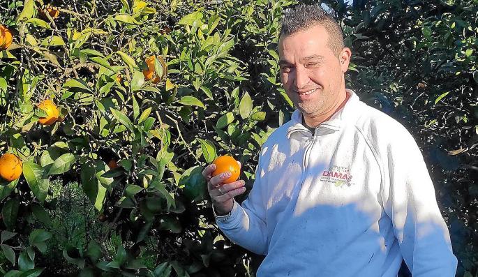 Naranjas de Mallorca