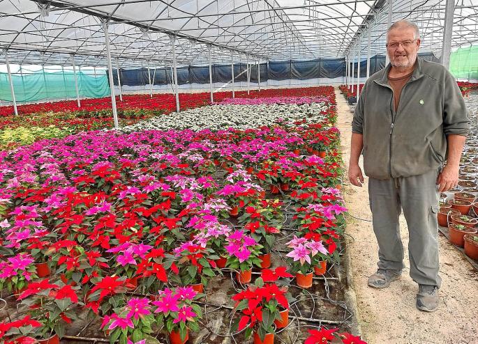 Planters i Ornamentals Nicolau