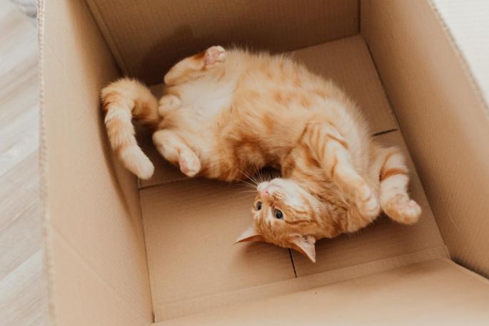 ¿Por qué a los gatos les gustan tanto las cajas?.