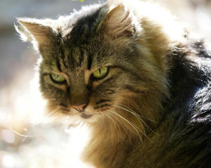 Relación gatuna: Las 10 cosas que tu gato desearía que dejaras de hacer