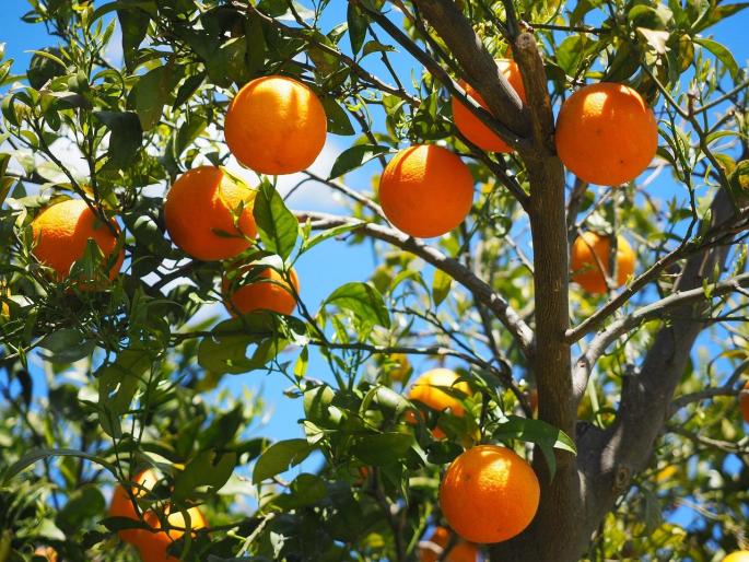 ¿Por qué es bueno comer una naranja en la ducha?