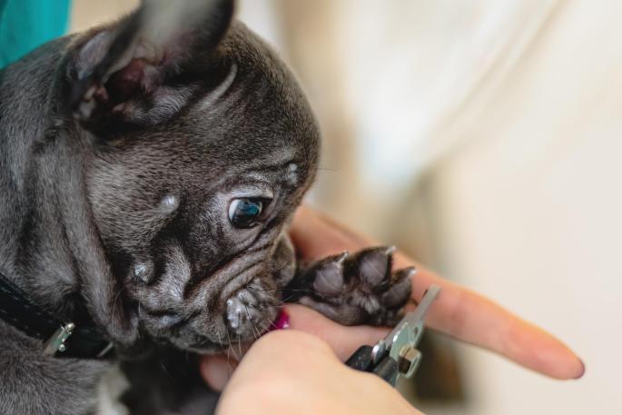 Esta es la forma correcta de cortarle las uñas a tu perro sin causarle heridas