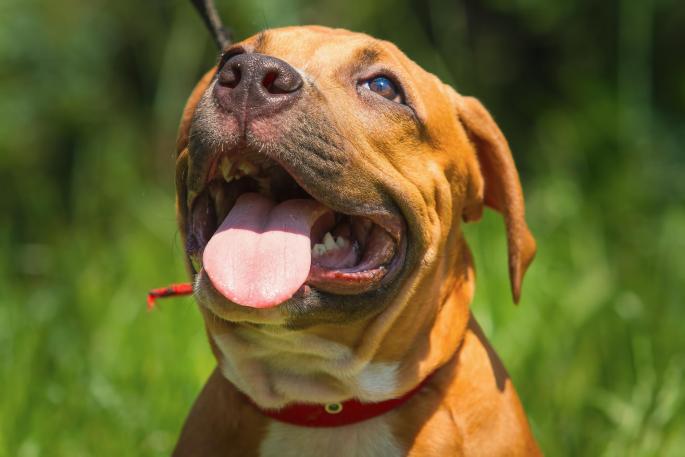 ¿Por qué los perros sacan la lengua cuando hace mucho calor?