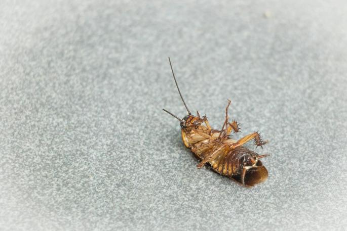 Una especia que tienes en casa puede acabar con las cucarachas en cuestión de minutos