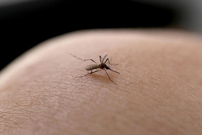 Mosquitos