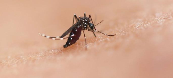 La OMS advierte sobre los peligros que suponen los mosquitos debido a las enfermedades que transmiten