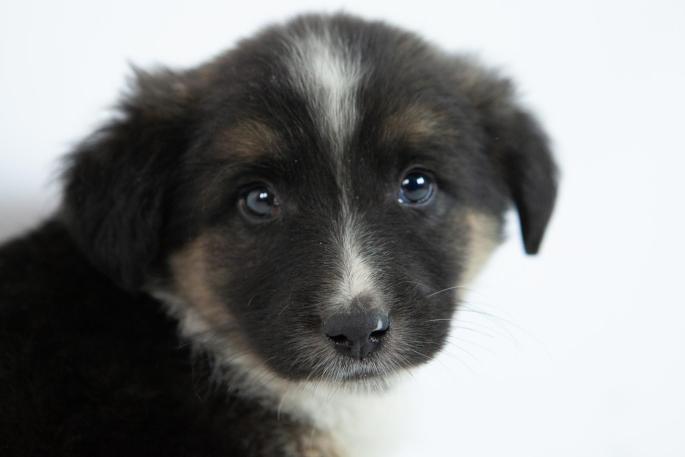 Así se comunican los perros a través de sus expresiones faciales