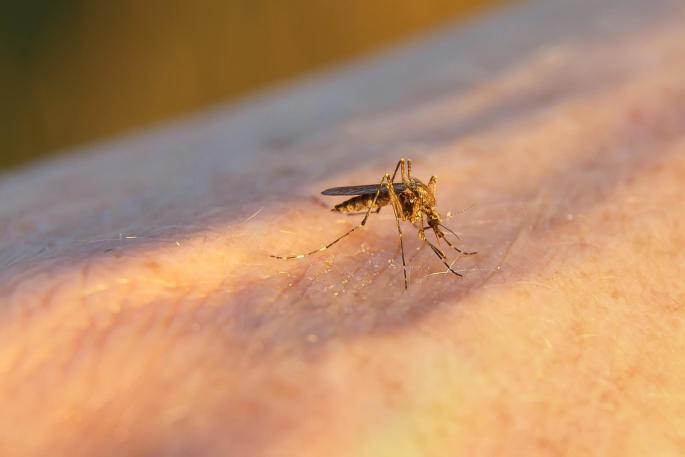 Mosquitos
