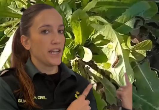 Guardia Civil