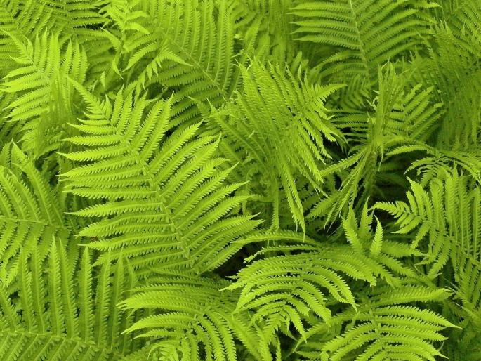 El helecho, una de las plantas más antiguas del planeta,