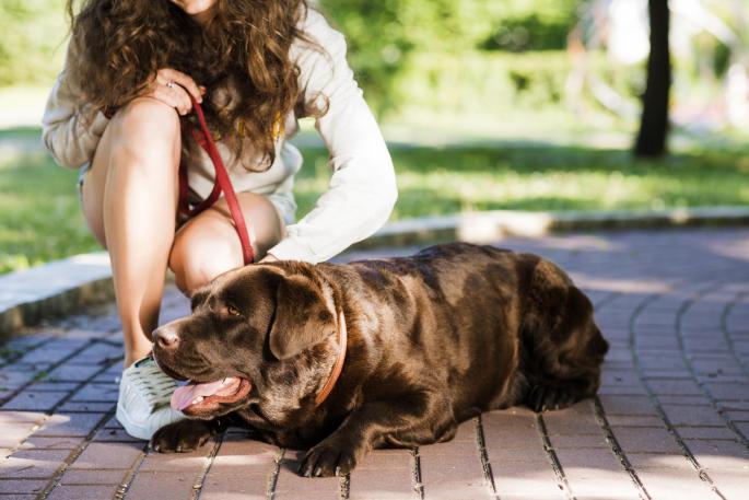 Los expertos veterinarios piden que hagamos esto en la ola de calor con las mascotas: «Si te quema a ti, a tu perro también»