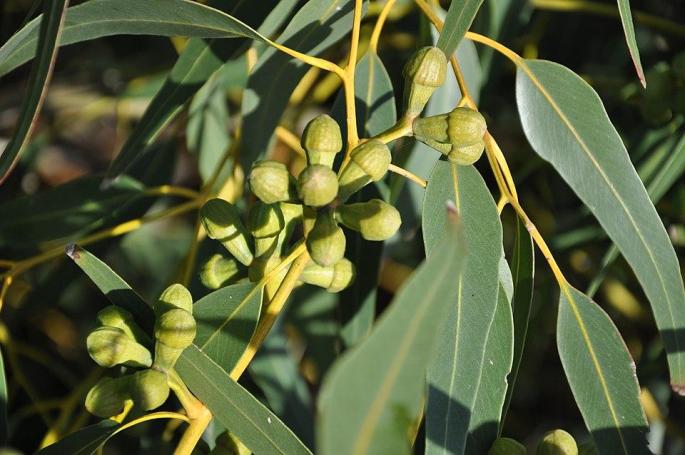 El aceite esencial de esta planta australiana actúa como barrera natural contra los molestos mosquitos