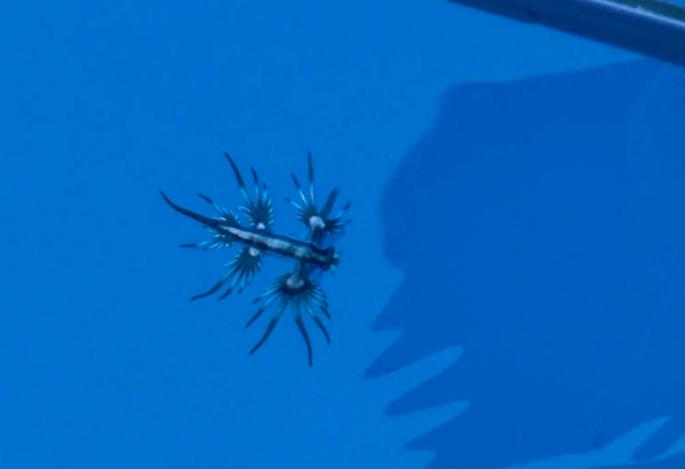 El 'dragón azul', el misterioso animal que han encontrado en aguas de Mallorca: ¿qué pasa si te pica?, ¿es venenoso?