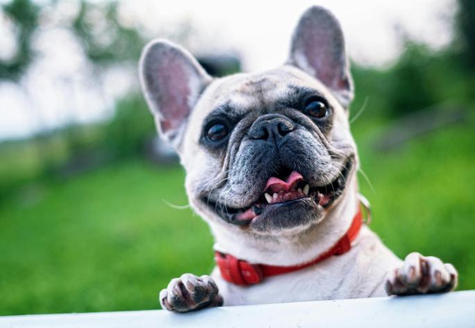 Así puedes proteger las almohadillas de tu perro durante las olas de calor del verano